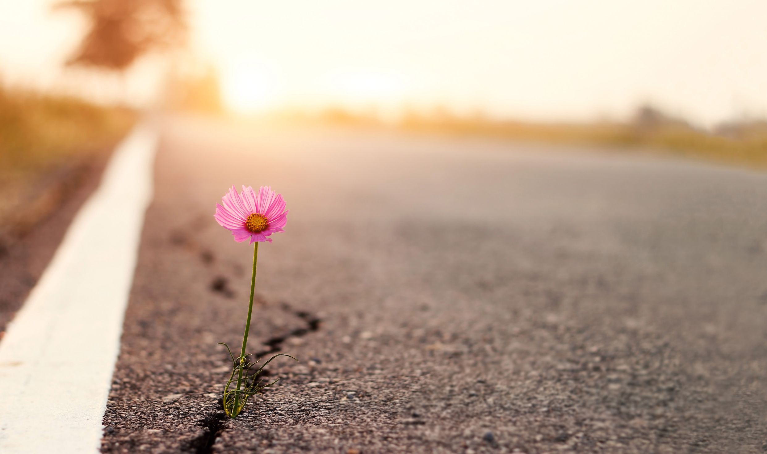 Close,Up,,Pink,Flower,Growing,On,Crack,Street,Sunset,Background